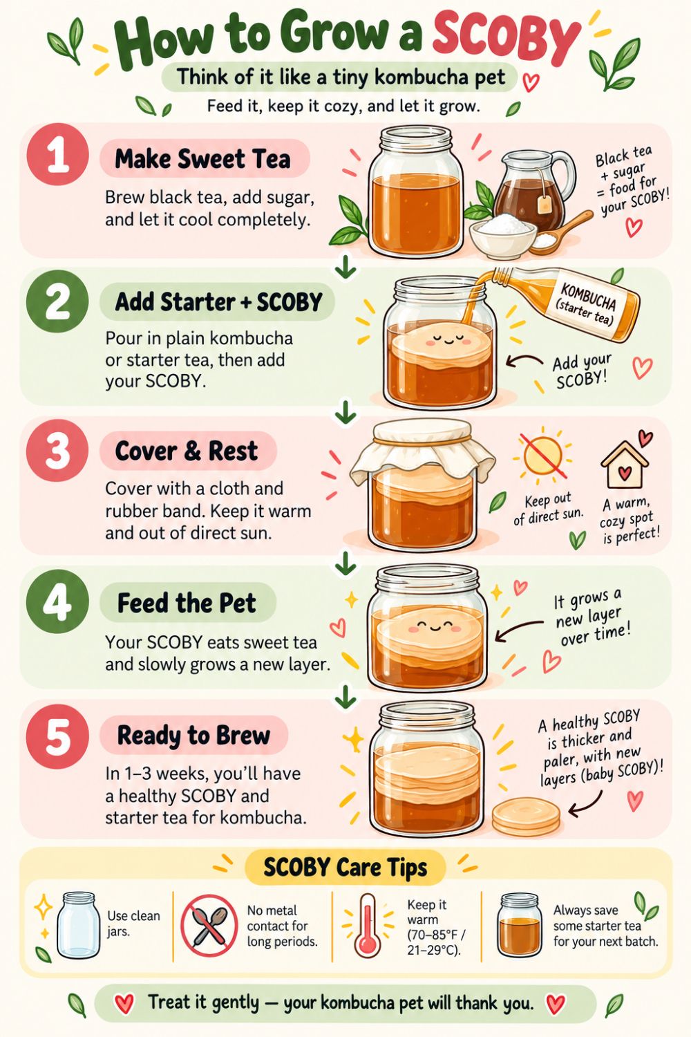 Illustrated step-by-step SCOBY guide infographic showing how to grow a kombucha SCOBY at home with sweet tea, starter tea, and simple care tips.